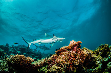 Grey reef shark swimming over coral reef