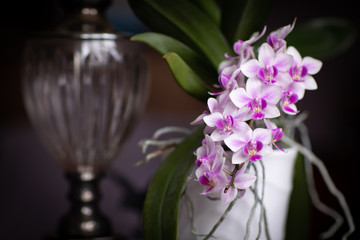 White and pink orchids in white pot
