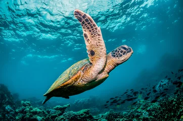  Groene zeeschildpad die in het wild rond kleurrijke koraalrifformaties zwemt © Aaron