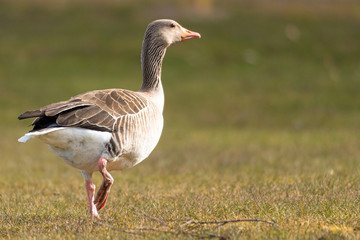 Naklejka na ściany i meble Image of white and brown goose walking on the grass