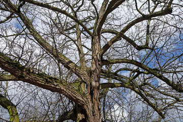 Kahler Baum mit Ästen im Winter