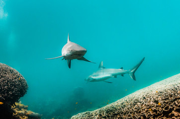 Grey reef shark swimming over coral reef