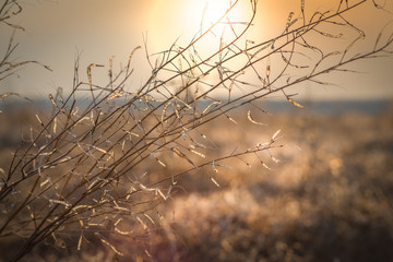 dry grass in a field at sunset