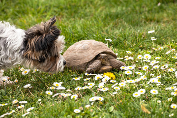 Hund Spielt mit Schildkröte