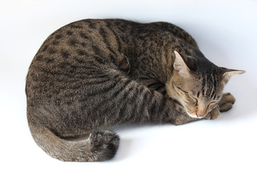 Thai tabby striped cat is sleeping on the floor, concept for pets at home.