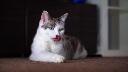 An adult beautiful blue-eyed cream cat licks its fur with its pink tongue. A clean cat shows a rough tongue.