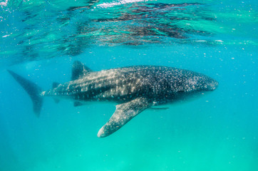 Whale shark swimming in the wild in clear blue water