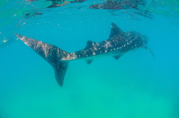 Whale shark swimming in the wild in clear blue water