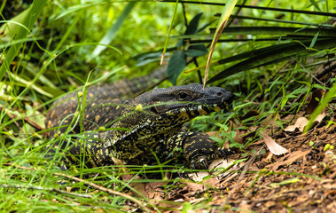 lizard on the grass