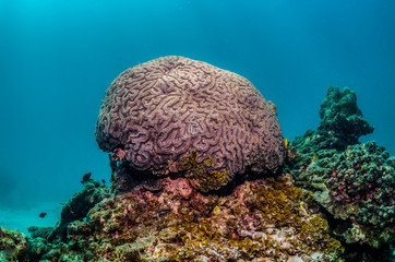 Colorful coral reef formations in clear blue water
