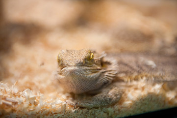 Muzzle of a lizard sitting in a glass aquarium. Filmed at a pet store.