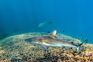 Fototapeta premium Grey reef shark swimming over coral reef cleaning station with its mouth open