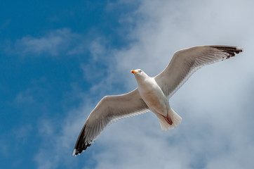Fototapeta premium Flying seagull, with its wings spread, hovering in the strong headwind in Brighton, East Sussex, UK