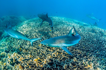 Fototapeta na wymiar Grey reef sharks swimming over coral reef