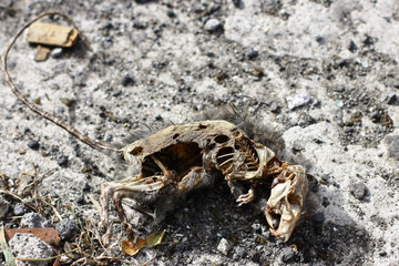 Decomposing corpse of a grey rat lying on ground in dirty street, downtown Port Louis, Mauritius.