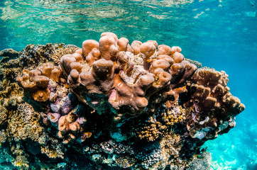 Colorful coral reef formations in clear blue water