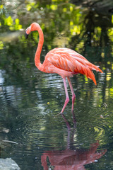 Flamingo in a park, in Europe