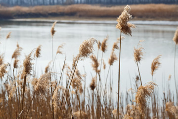 Fototapeta premium Brown dry reeds on the background of the lake. The beginning of spring