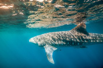 Whale shark swimming close to the surface in crystal clear blue ocean