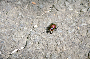Phelotrupes auratus, a golden beetle