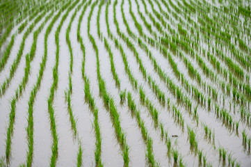 Fototapeta na wymiar Rice seedlings in the Rice fields. 
