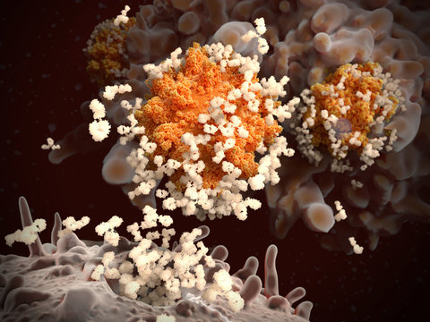 B-lymphocyte releases antibodies against coronaviruses SARS-CoV-2.  The viruses can't penetrate into their target cells and are engulfed and destroyed by a macrophage