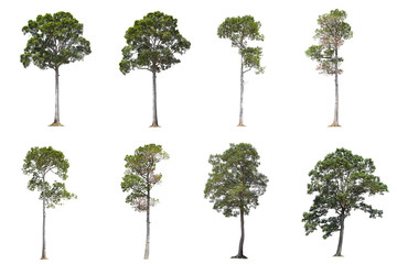 Fototapeta premium tree isolated on white background