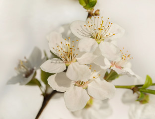 Naklejka na ściany i meble beautiful sakura branch, close-up, postcard