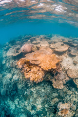 Colorful coral reef scene with coral formations in beautiful clear water