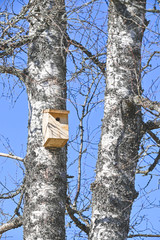 bird house in a birch in Varmland Sweden