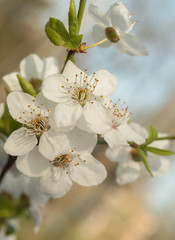 beautiful sakura branch, close-up, postcard