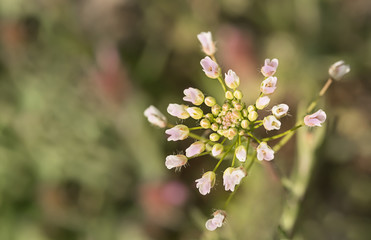 beautiful wild flower close-up, background