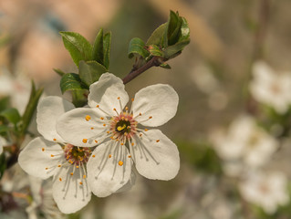 beautiful sakura branch, close-up, postcard
