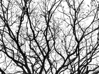 Dried branches of giant tree texture isolated with white sky background.