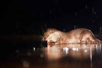 Otter eating fish