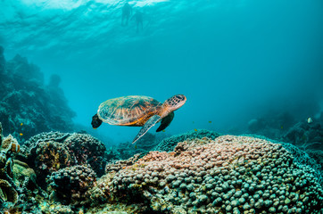Naklejka na ściany i meble Green sea turtle swimming among colorful reef formations in clear turquoise ocean