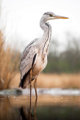 Grey heron eating fish