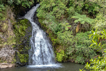 Naklejka na ściany i meble Small waterfall in the forest, New Zealand