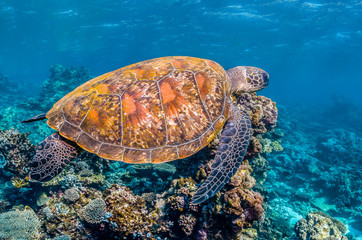 Green sea turtle swimming among colorful reef formations in clear turquoise ocean