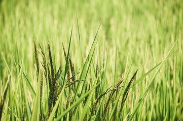 green young rice in a field background
