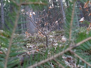 A small tree in forest