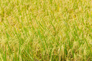 close up photo of golden rice field