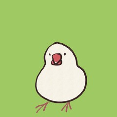 正面を向いた文鳥（背景カラー）