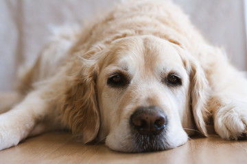 Close up of golden retriever laying with his head between his paws a bored expression on his face. The background is soft focus out of focus cream tones.