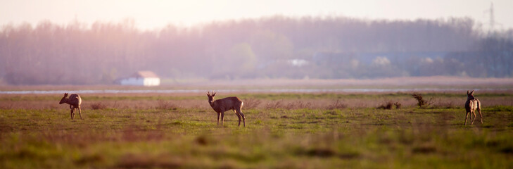 Roe deer in field
