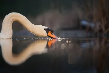 Rolgordijnen Swan - wildlife in its natural habitat © erika8213