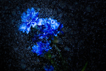 blue flower in water