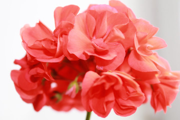 Red flower on white background