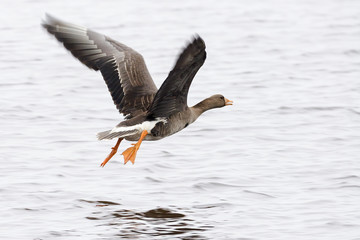 Tundra Bean Goose (Anser fabalis serrirostris). A large wild bird flies over the water. Wildlife of the Arctic. Chukotka Birds. Wilderness away from settlements. Chukotka, Siberia, Far East of Russia.