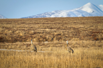 Sandhill crane (Grus canadensis) also known as Antigone canadensis. Spring landscape with two cranes in the tundra against the background of mountains. Wild birds of the Arctic. Chukotka, Russia.